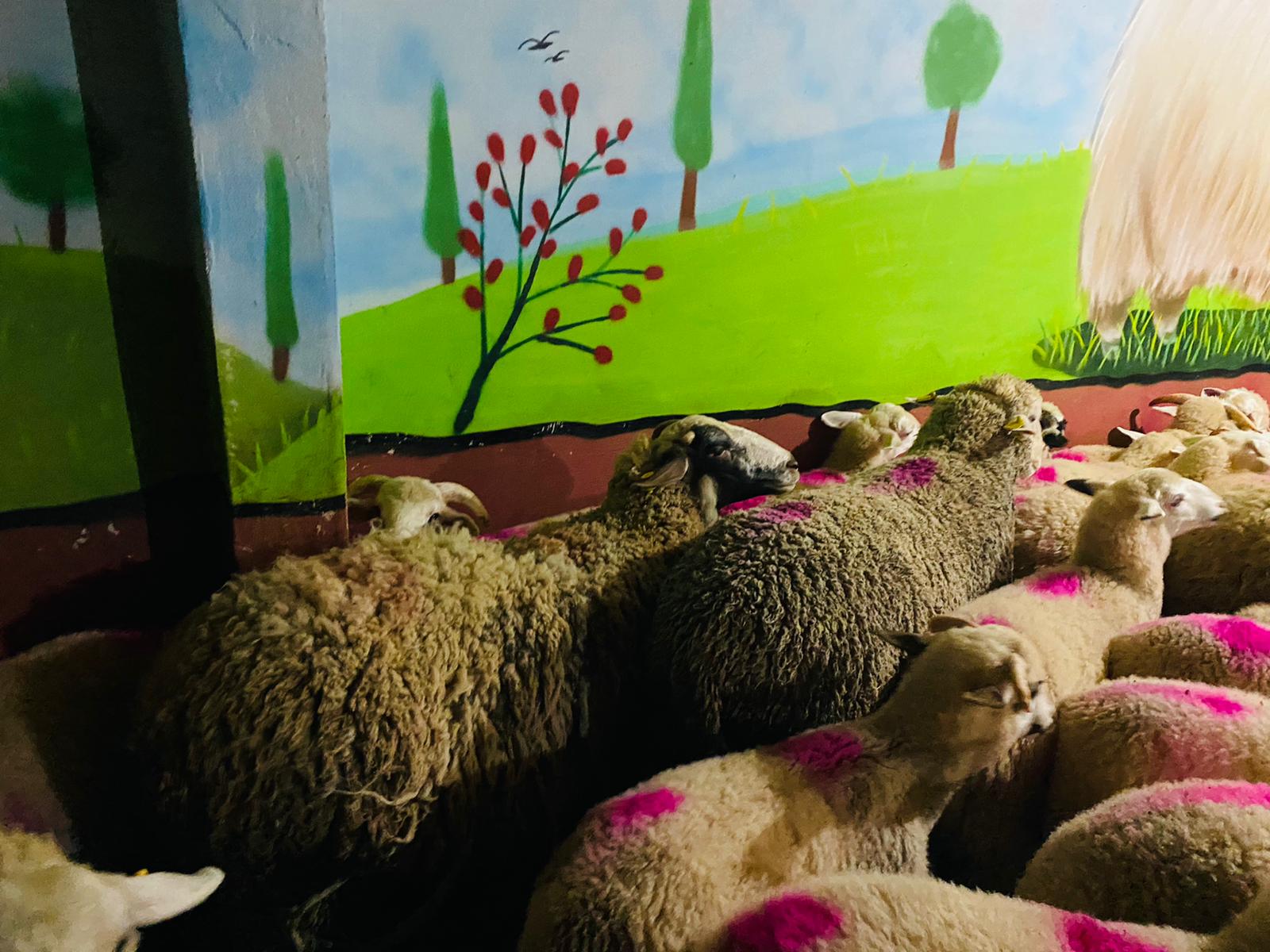 Bağlarbaşı en ucuz adaklık kurban satış yeri