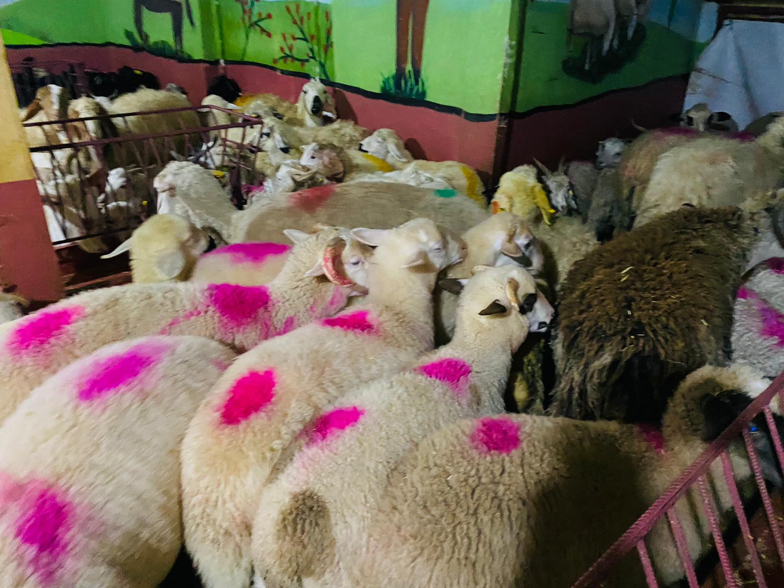 Bağlarbaşı en ucuz adaklık kurban satış yeri