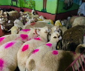 İdealtepe en ucuz adaklık kurban satış yeri