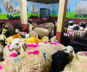 Güzelyalı en ucuz adaklık kurban satış yeri