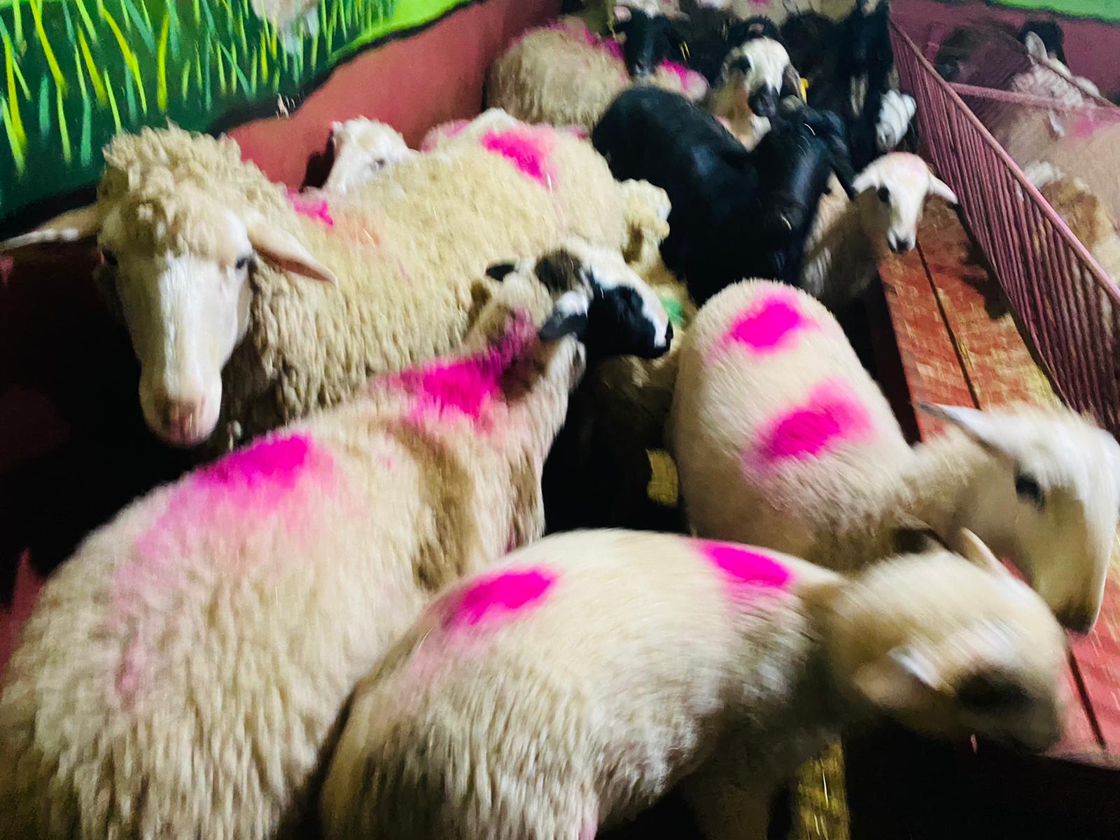 Bostancı en ucuz adaklık kurban satış yeri