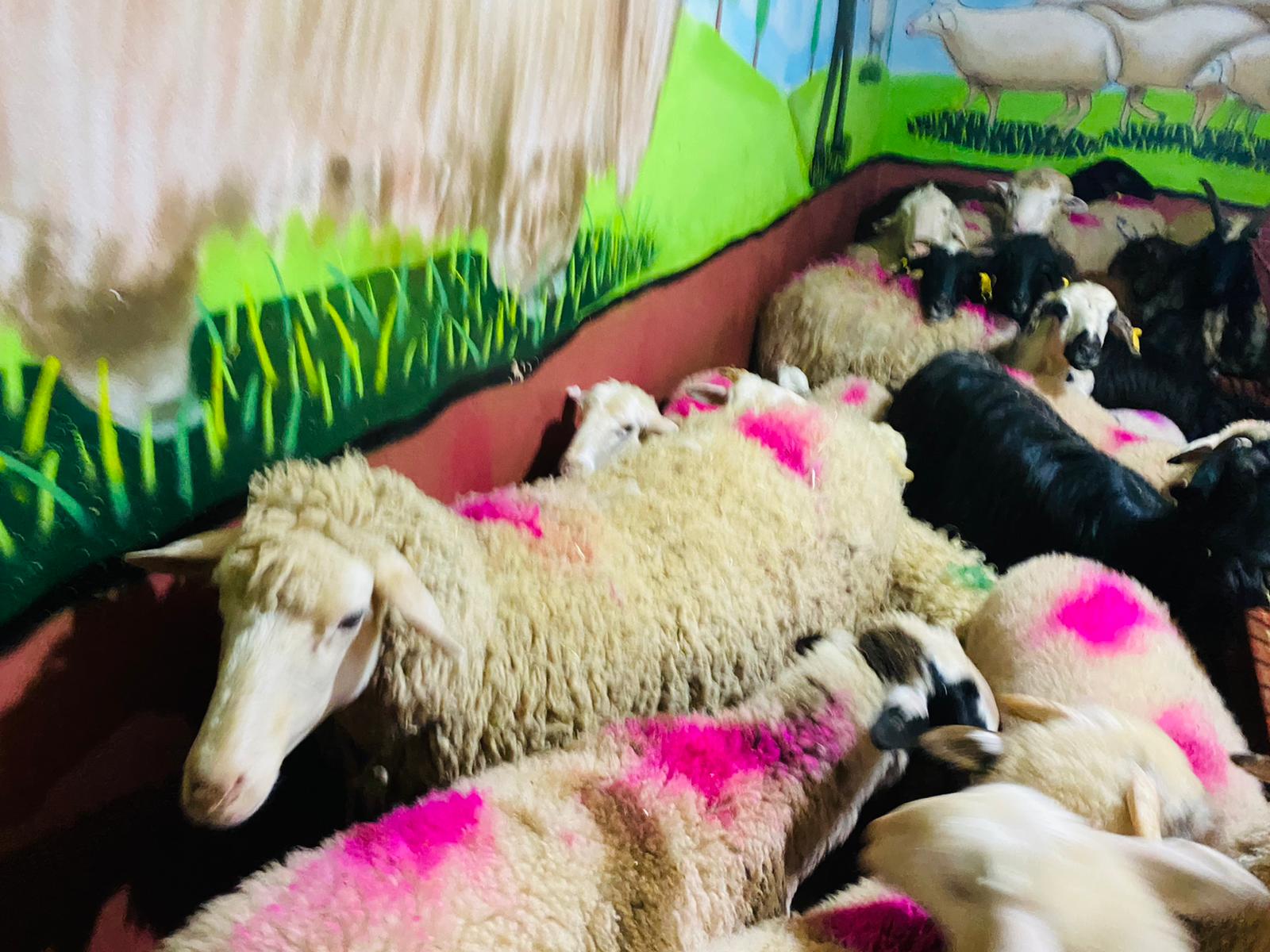 Başıbüyük en ucuz adaklık kurban satış yeri