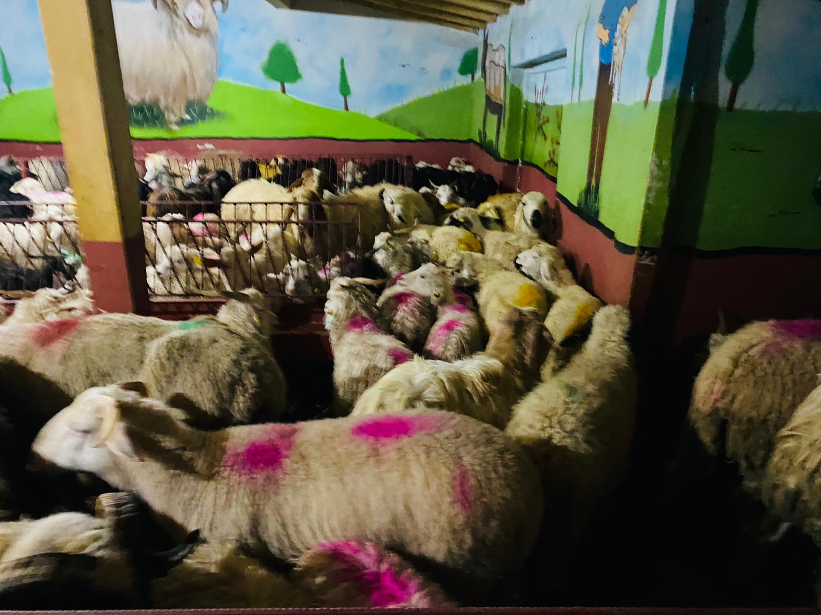 Gülsuyu en ucuz adaklık kurban satış yeri