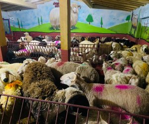 Küçükyalı en ucuz adaklık kurban satış yeri