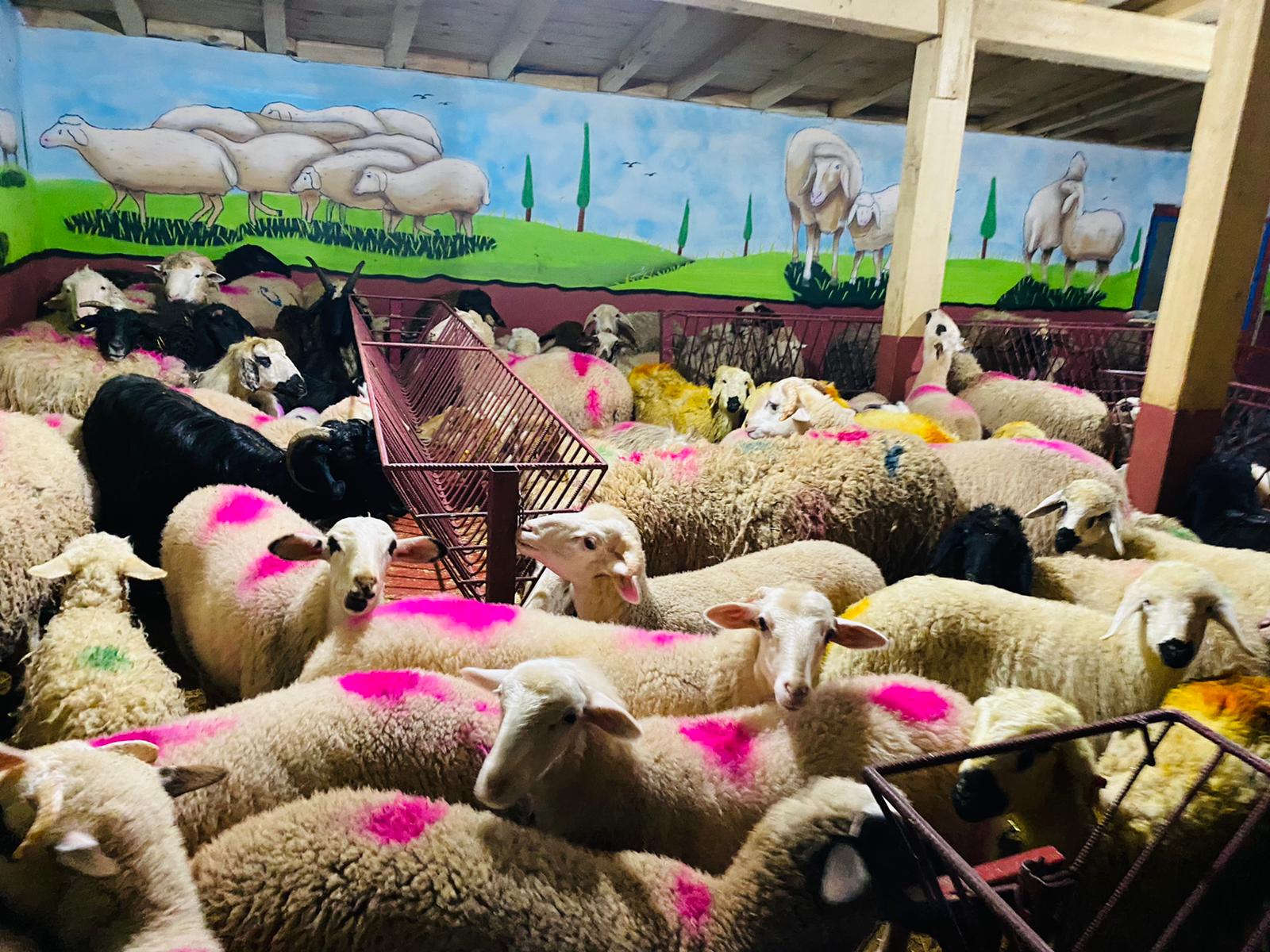 Kartal en ucuz adaklık kurban satış yeri
