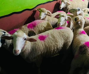 Acıbadem en ucuz adaklık kurban satış yeri