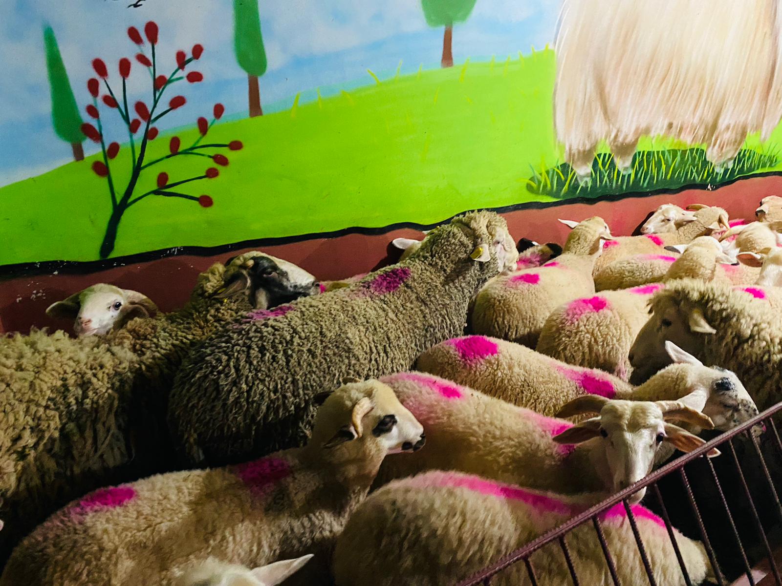 Güzelyalı en ucuz adaklık kurban satış yeri